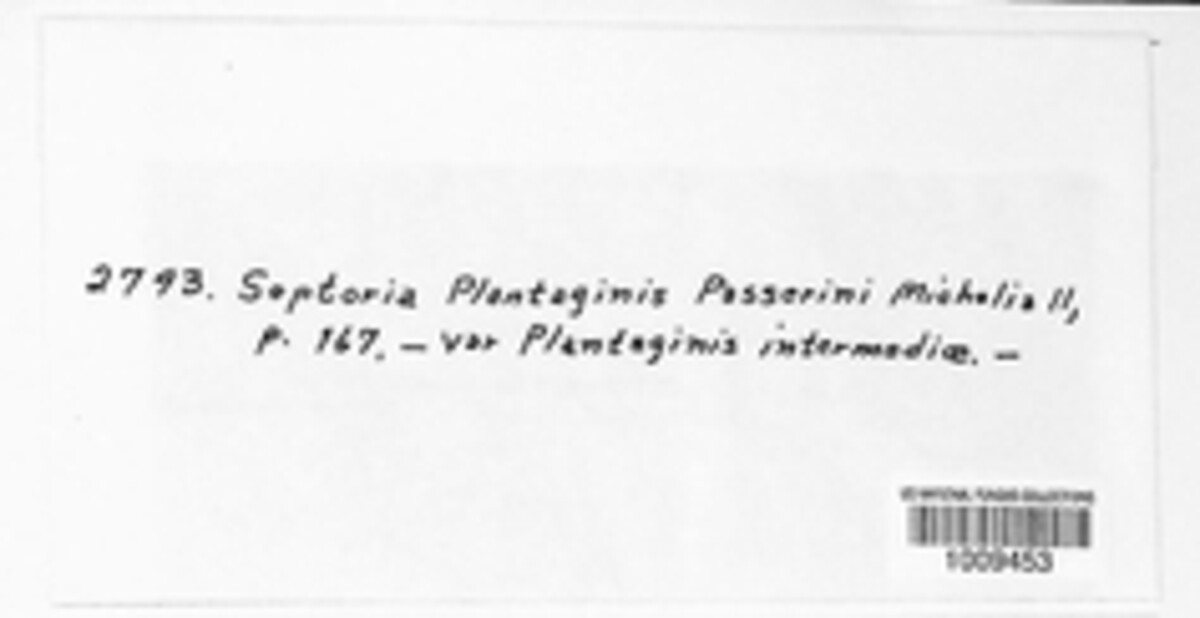 Mycosphaerella plantaginis image